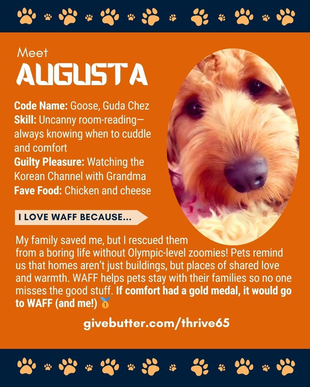 Dog Augusta's rescue adoption flyer. Orange and blue design with Augusta's photo and details.
