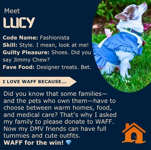 Lucy, a chihuahua, with text about WAFF, a charity to help pets.