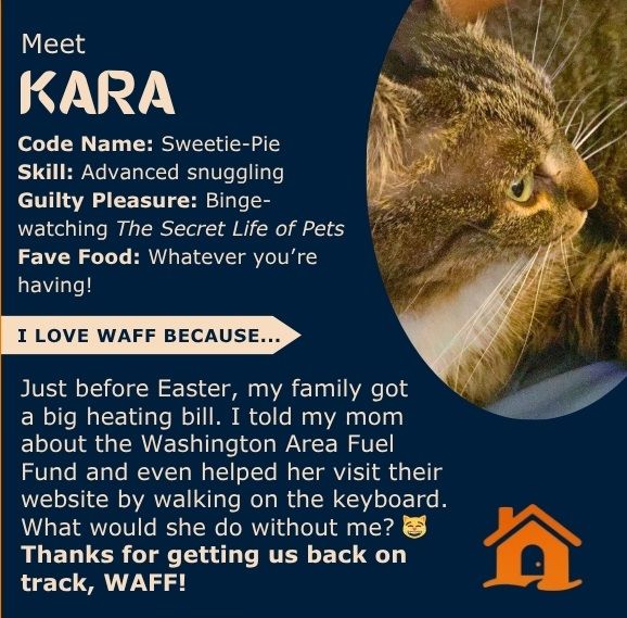 Cat Kara's info card with photo, code name