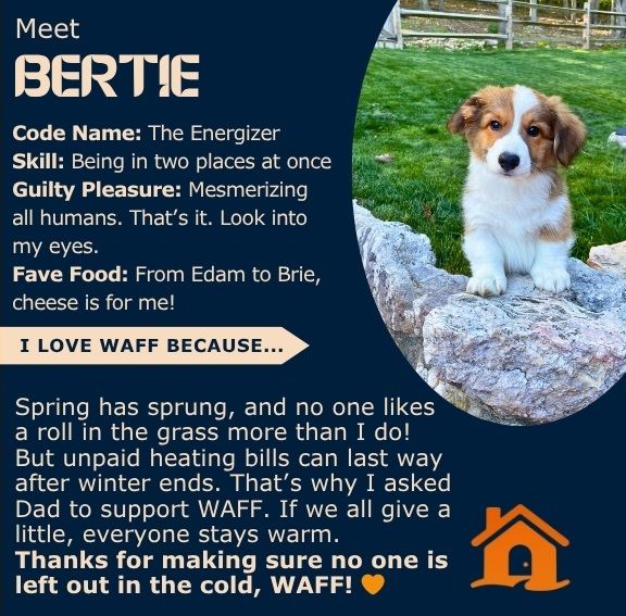 A cute dog named Bertie promoting WAFF. He's sitting on rocks and the text shares his favorites and why he loves WAFF.