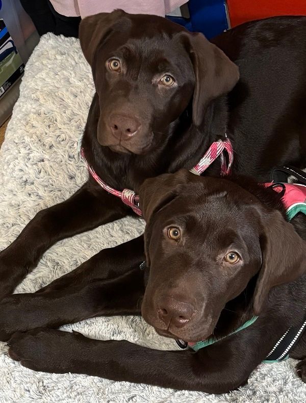 Two chocolate Labrador retrievers cuddling on a fluffy white rug, both looking at the camera.