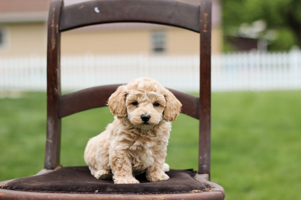 poochon puppy, poochon puppies for sale, poochon breeder, poochon, bichpoo puppies for sale, bichpoo puppy, teddybear puppies