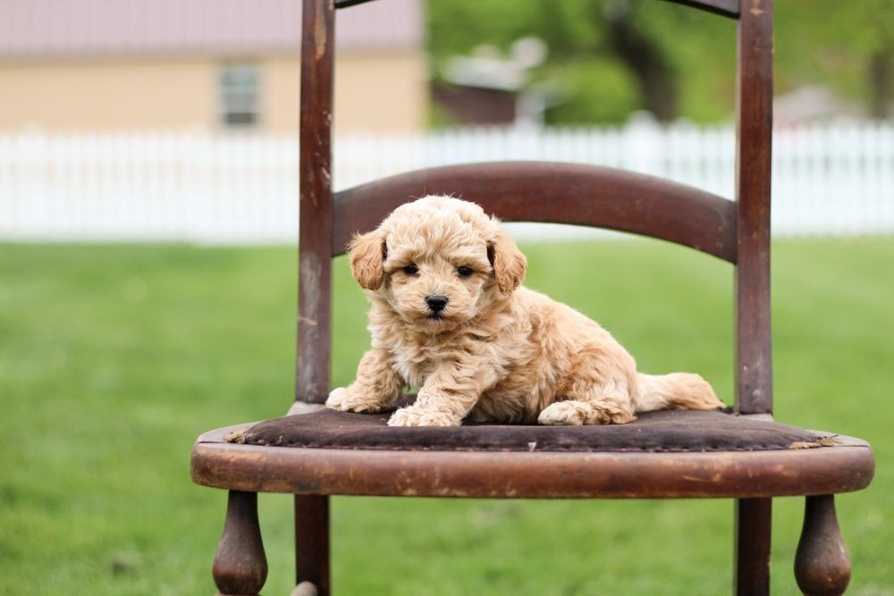 Poochon puppies for sale, shihpoo puppies for sale, maltipoo puppies for sale, teddybear puppies for sale, poochon breeder, maltipoo breeder, maltipoo, poochon, shihpoo, shihpoo  puppy, maltipoo puppy, poochon puppy, bichpoo puppies for sale, bichpoo breeder, puppies for sale, puppies, teddybear puppy