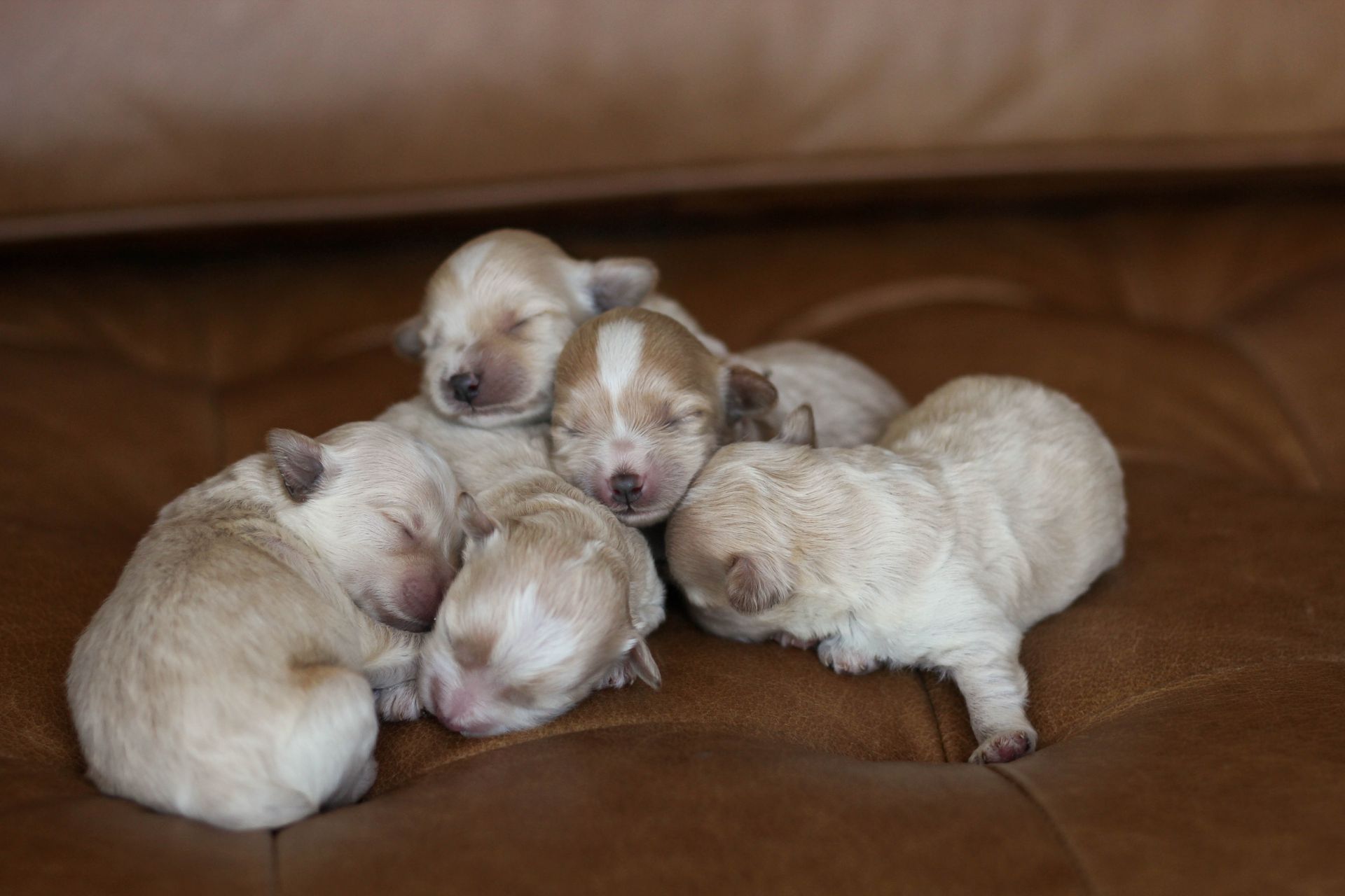 maltipoo puppies for sale, maltipoo breeder, maltipoo, maltipoo puppies, teddybear puppies for sale, multipoo puppies