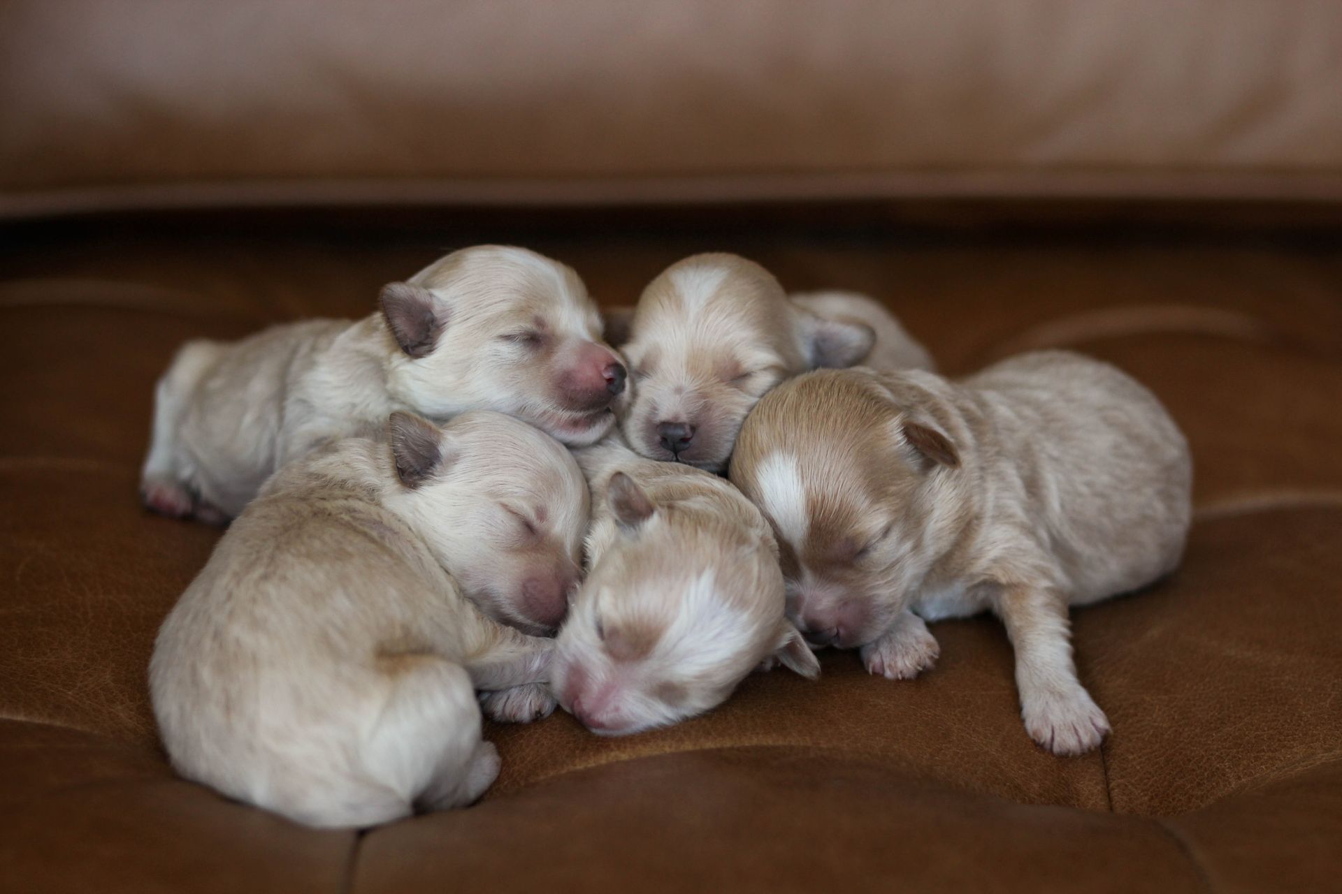 poochon breeder, poochon puppies for sale, poochon puppies, Poochon puppies for sale, shihpoo puppies for sale, maltipoo puppies for sale, teddybear puppies for sale, poochon breeder, maltipoo breeder, maltipoo, poochon, shihpoo, shihpoo  puppy, maltipoo puppy, poochon puppy, bichpoo puppies for sale, bichpoo breeder, puppies for sale, puppies, teddybear puppy 