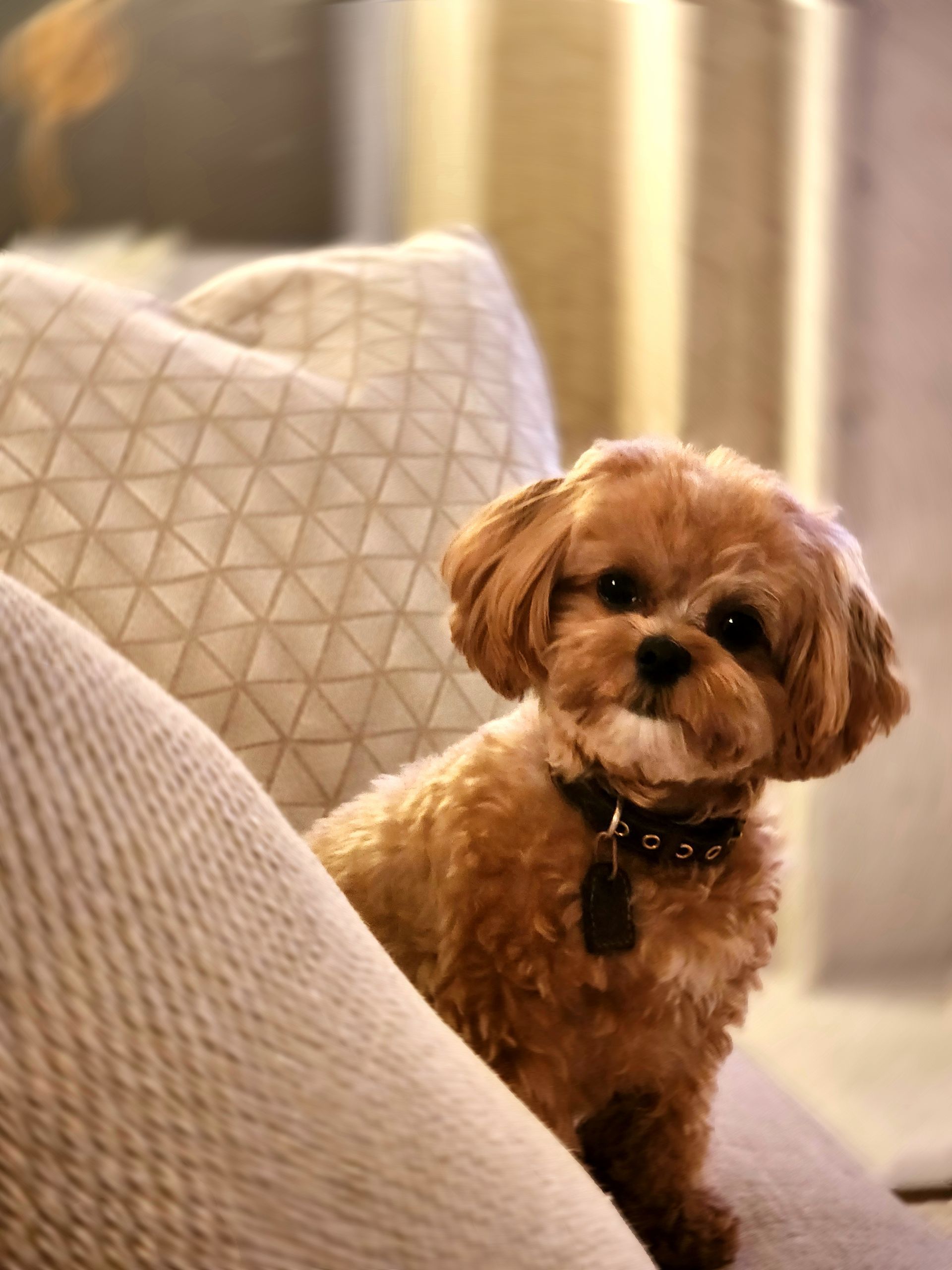 shihpoo puppies for sale, shihpoo puppies, shihpoo breeder,  shihpoo puppy. shihtzu poodle mix, poodle shihtzu, shihpoo, shih poo, shih poo puppies for sale, puppies for sale, shihpoo puppies for sale near me, teddy bear puppies for sale, teddybear puppies for sale, teddybear puppies, teddybear puppy, teddybear puppy breeder, designer puppies for sale, small puppies for sale, hypoallergenic puppies, nonshedding puppies, healthy puppies