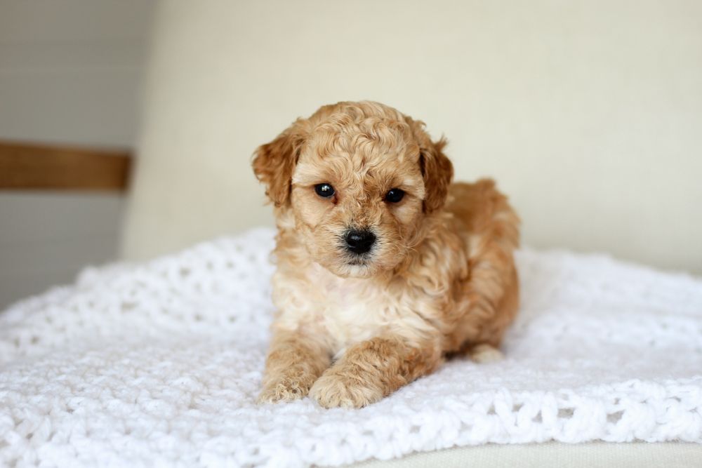 Poochon puppies for sale, shihpoo puppies for sale, maltipoo puppies for sale, teddybear puppies for sale, poochon breeder, maltipoo breeder, maltipoo, poochon, shihpoo, shihpoo  puppy, maltipoo puppy, poochon puppy, bichpoo puppies for sale, bichpoo breeder, puppies for sale, puppies, teddybear puppy