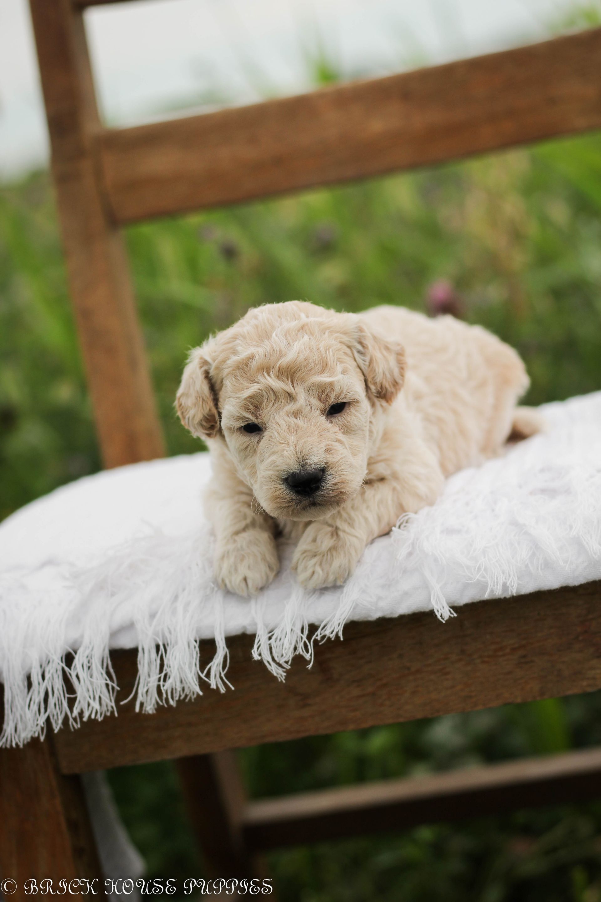 Poochon Puppies for sale, poochon puppies, bichpoo puppies, teddybear puppies for sale, teddybear puppies, teddybear puppy breeder, poochon breeder, puppies for sale