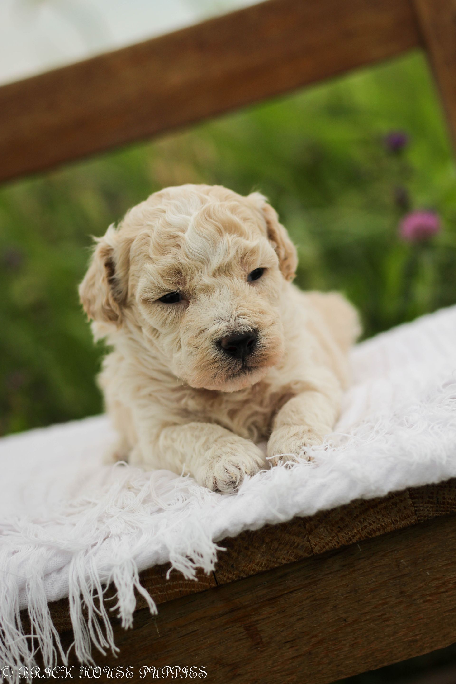 Poochon Puppies for sale, poochon puppies, bichpoo puppies, teddybear puppies for sale, teddybear puppies, teddybear puppy breeder, poochon breeder, puppies for sale