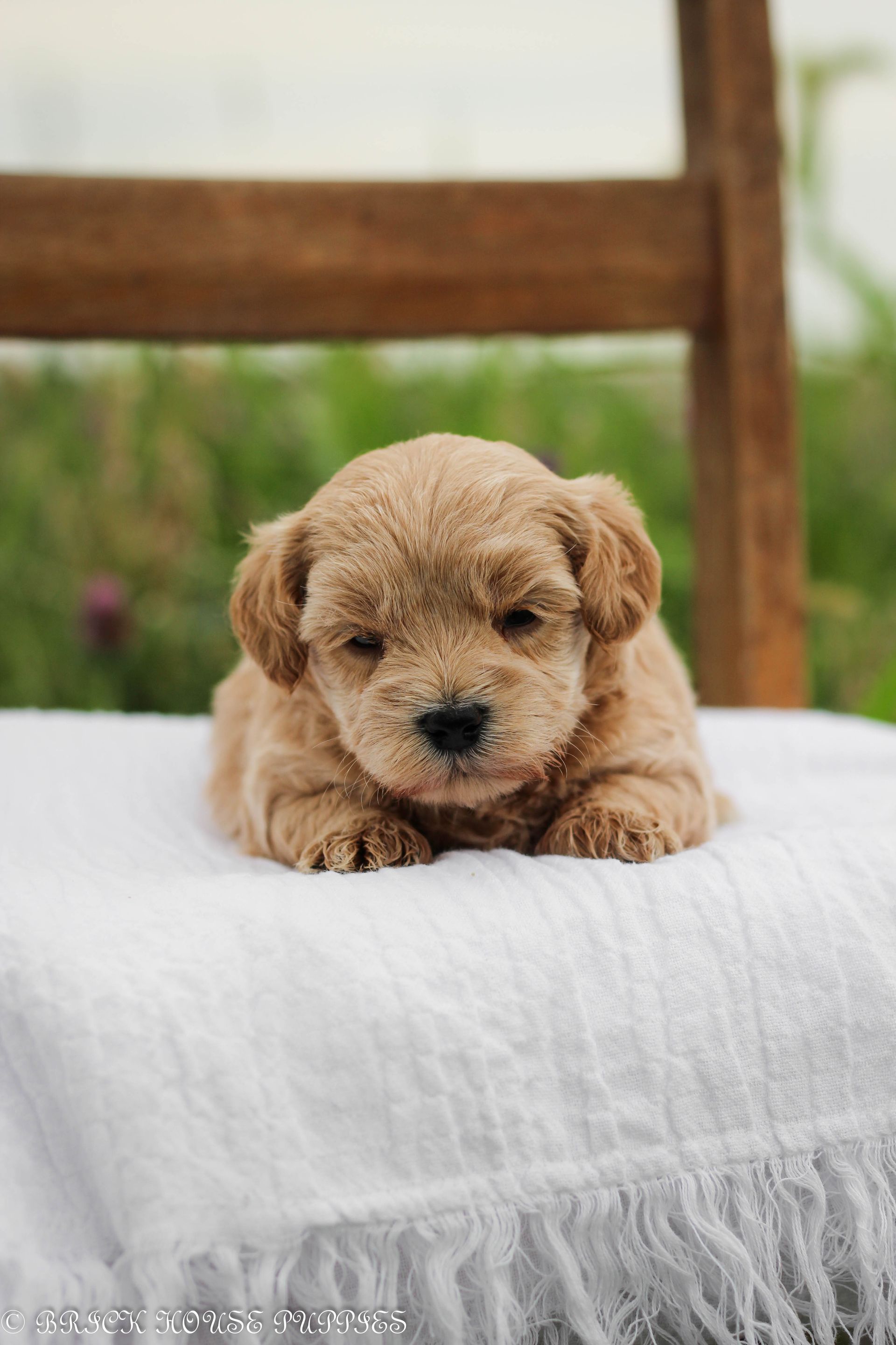 maltipoo puppies for sale, maltipoo puppies, maltese poodle, maltipoo, teddybear puppies for sale, teddybear puppies, puppies for sale, maltipoo breeder, multipoo puppies, multipooh, breeder of ,maltipoo puppies, 