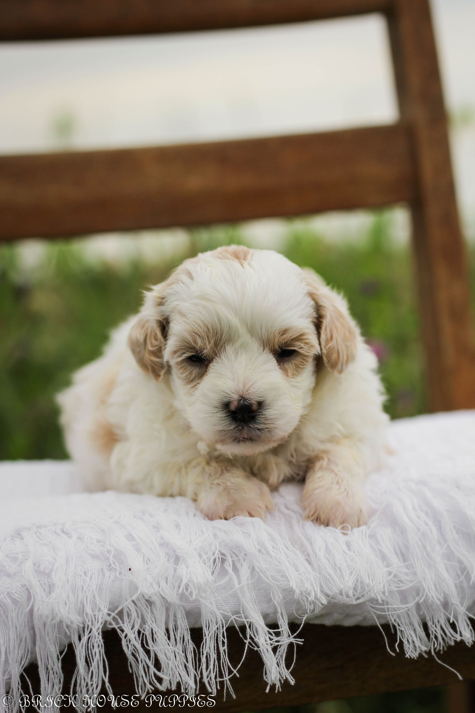 maltipoo puppies for sale, maltipoo puppies, maltese poodle, maltipoo, teddybear puppies for sale, teddybear puppies, puppies for sale, maltipoo breeder, multipoo puppies, multipooh, breeder of ,maltipoo puppies