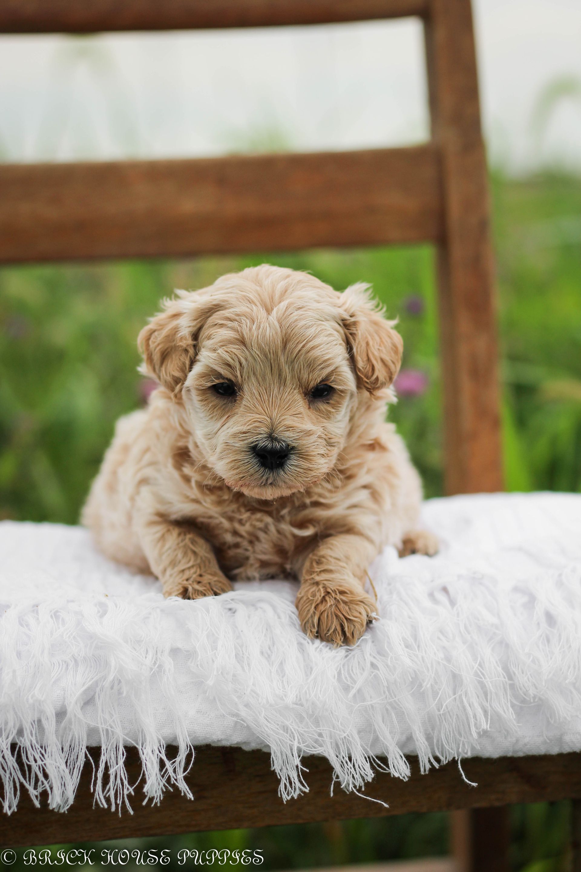 maltipoo puppies for sale, maltipoo puppies, maltese poodle, maltipoo, teddybear puppies for sale, teddybear puppies, puppies for sale, maltipoo breeder, multipoo puppies, multipooh, breeder of ,maltipoo puppies