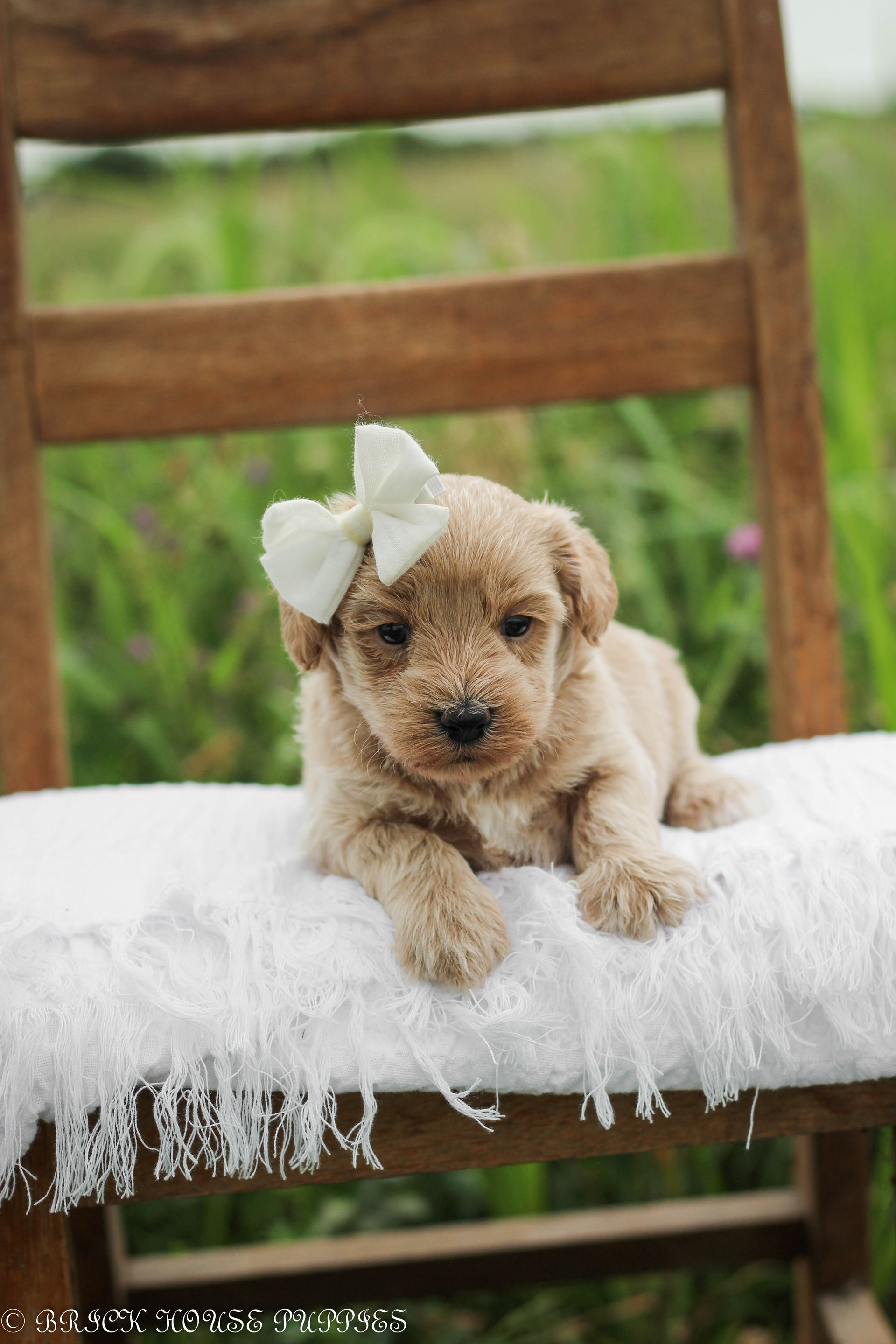 maltipoo puppies for sale, maltipoo puppies, maltese poodle, maltipoo, teddybear puppies for sale, teddybear puppies, puppies for sale, maltipoo breeder, multipoo puppies, multipooh, breeder of ,maltipoo puppies