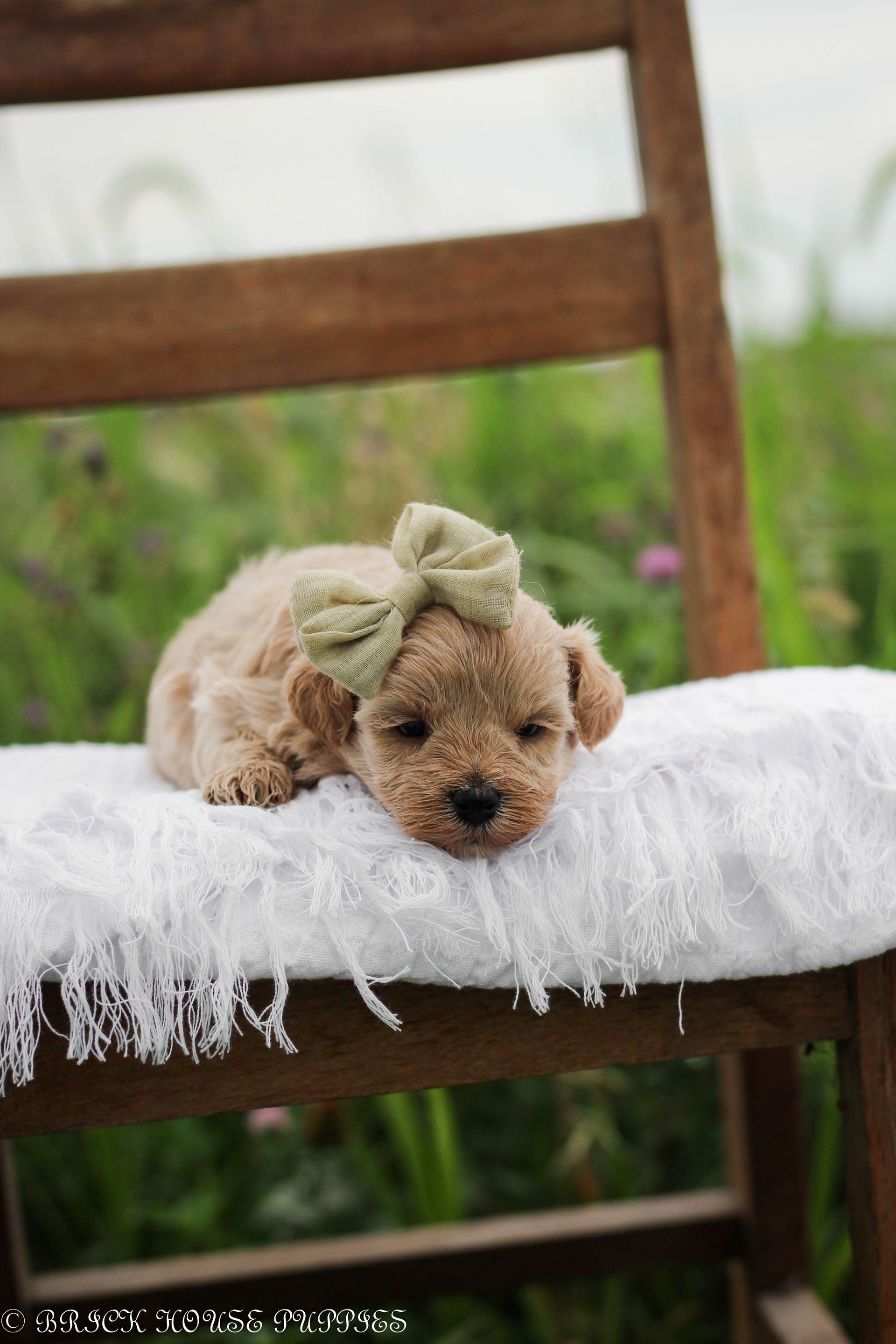 maltipoo puppies for sale, maltipoo puppies, maltese poodle, maltipoo, teddybear puppies for sale, teddybear puppies, puppies for sale, maltipoo breeder, multipoo puppies, multipooh, breeder of ,maltipoo puppies