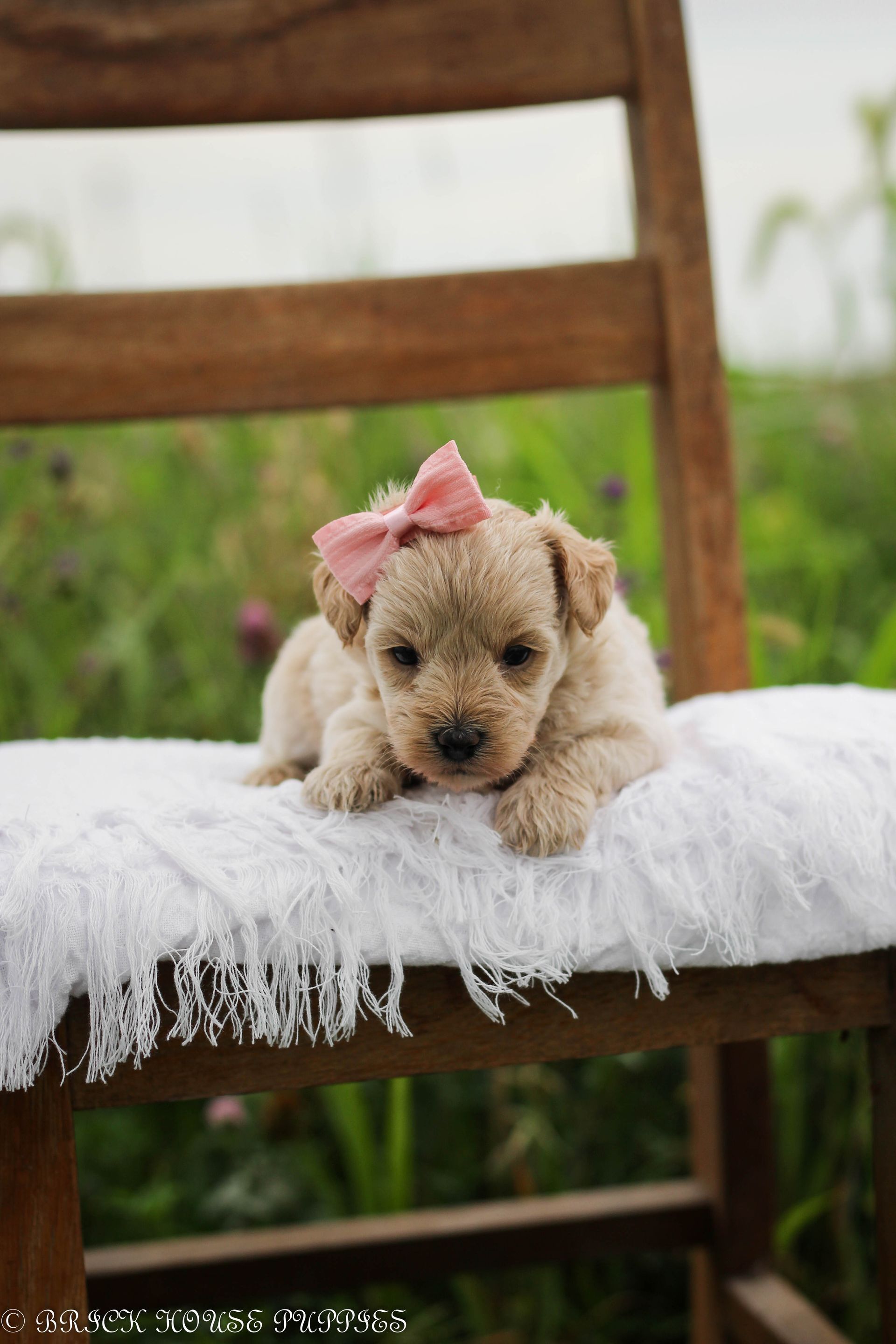 maltipoo puppies for sale, maltipoo puppies, maltese poodle, maltipoo, teddybear puppies for sale, teddybear puppies, puppies for sale, maltipoo breeder, multipoo puppies, multipooh, breeder of ,maltipoo puppies