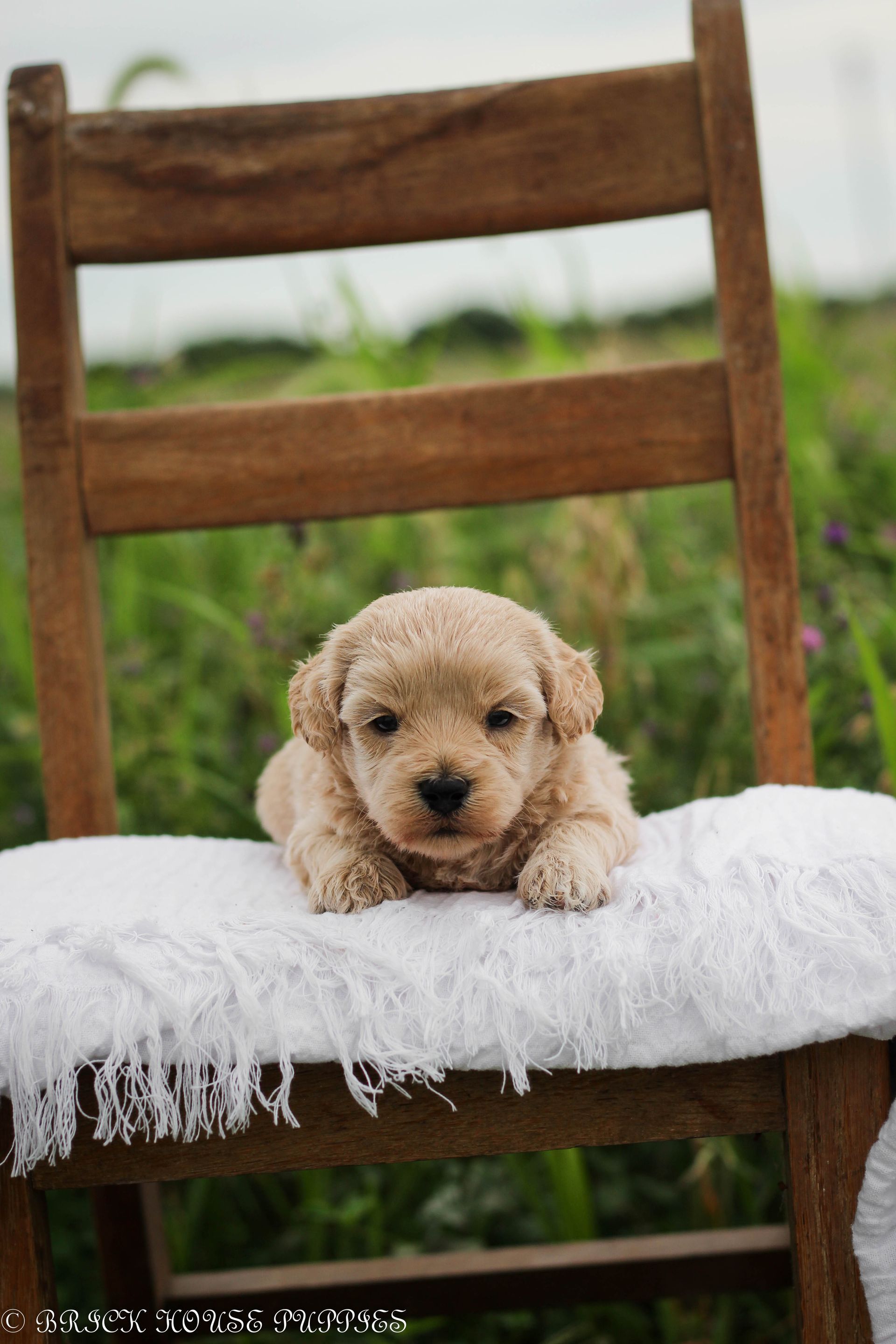 maltipoo puppies for sale, maltipoo puppies, maltese poodle, maltipoo, teddybear puppies for sale, teddybear puppies, puppies for sale, maltipoo breeder, multipoo puppies, multipooh, breeder of ,maltipoo puppies, 
