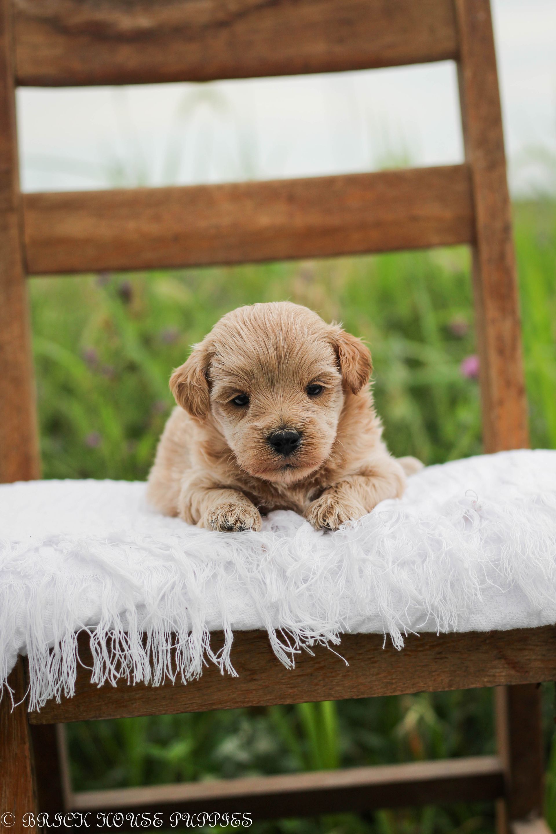 maltipoo puppies for sale, maltipoo puppies, maltese poodle, maltipoo, teddybear puppies for sale, teddybear puppies, puppies for sale, maltipoo breeder, multipoo puppies, multipooh, breeder of ,maltipoo puppies