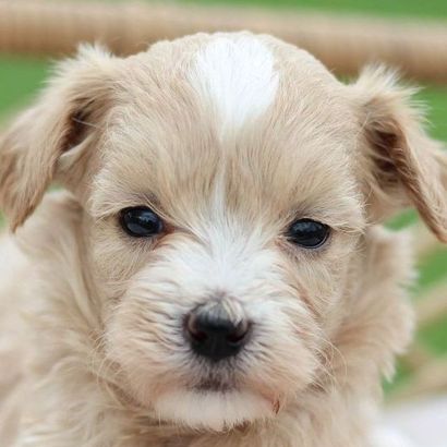 Shops maltipoo akc breeders