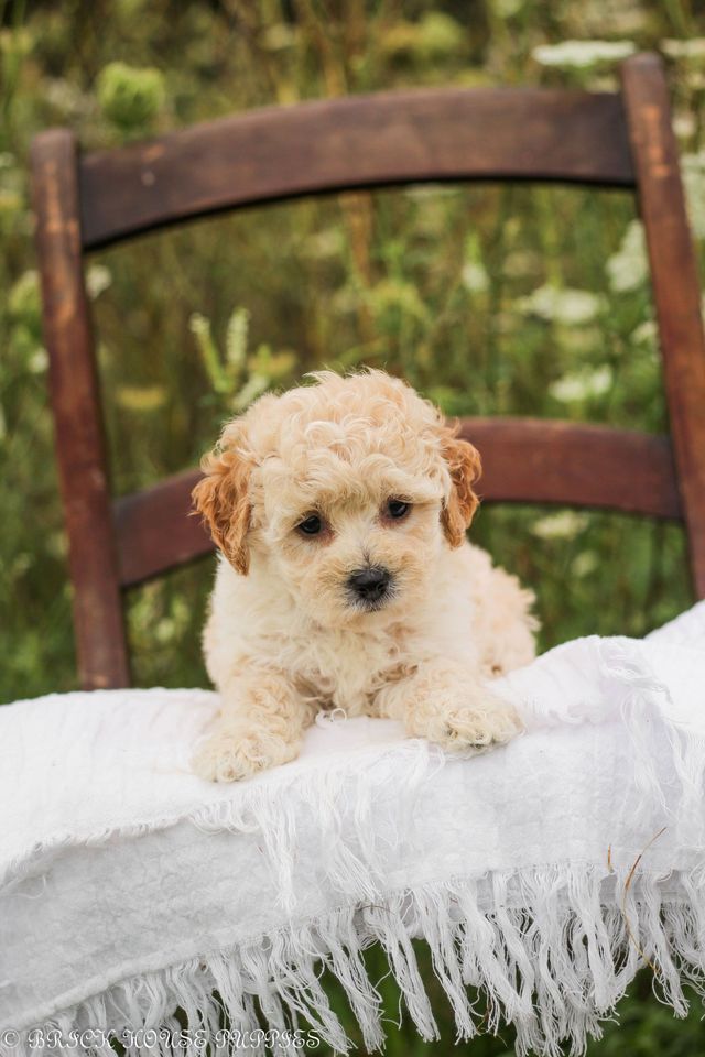 Poochon