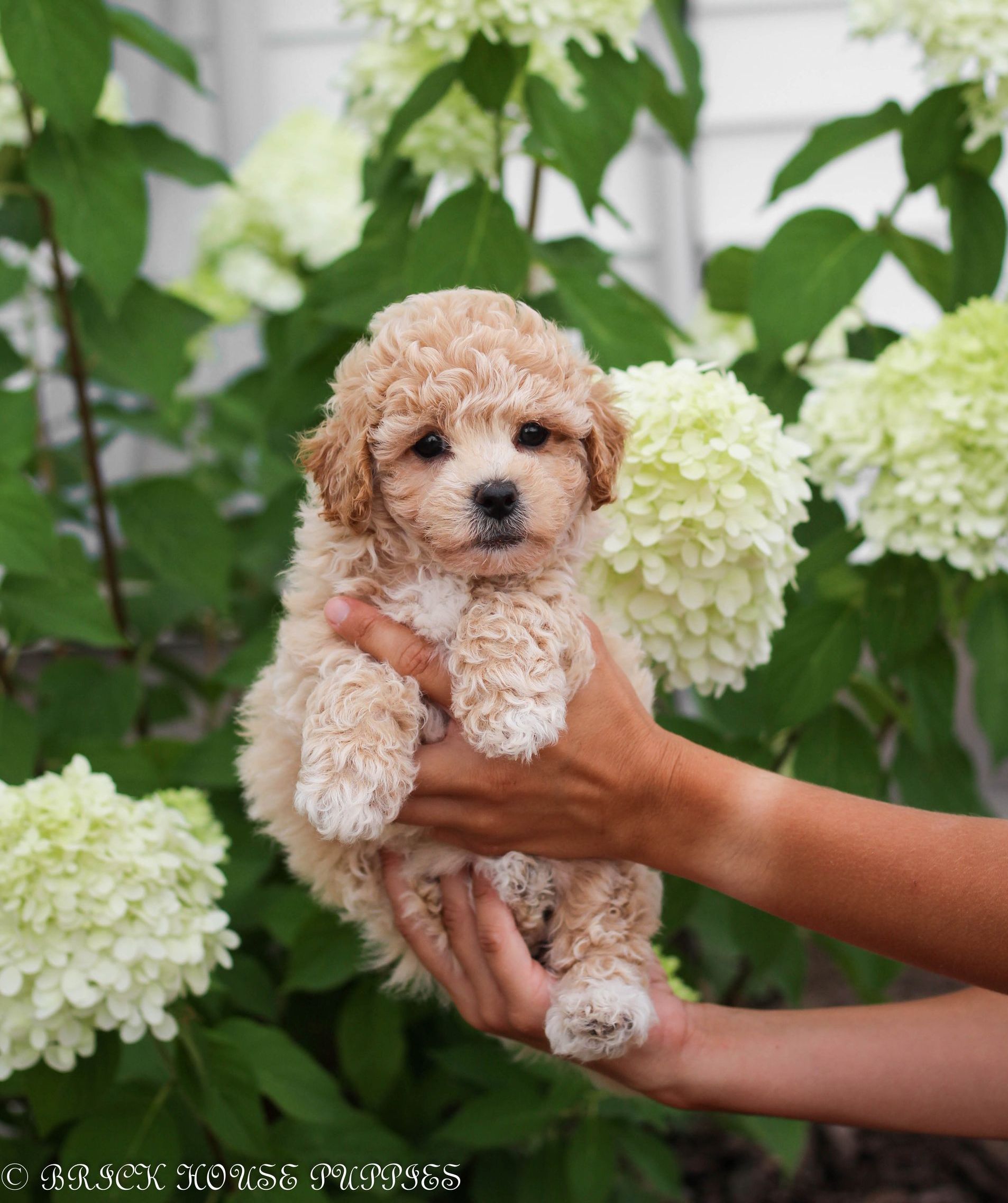 Poochon Puppies for sale, poochon puppies, bichpoo puppies, teddybear puppies for sale, teddybear puppies, teddybear puppy breeder, poochon breeder, puppies for sale