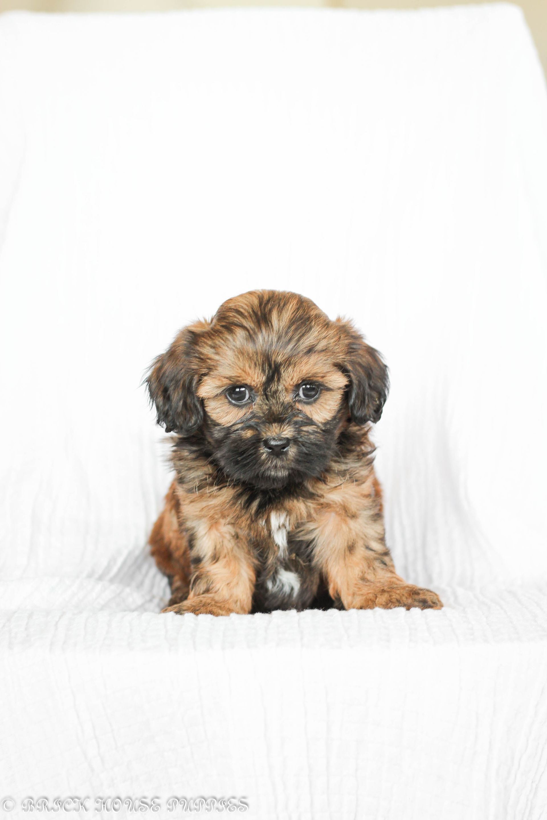 Brick House Puppies | Shih poo | Shihpoo Puppies for sale