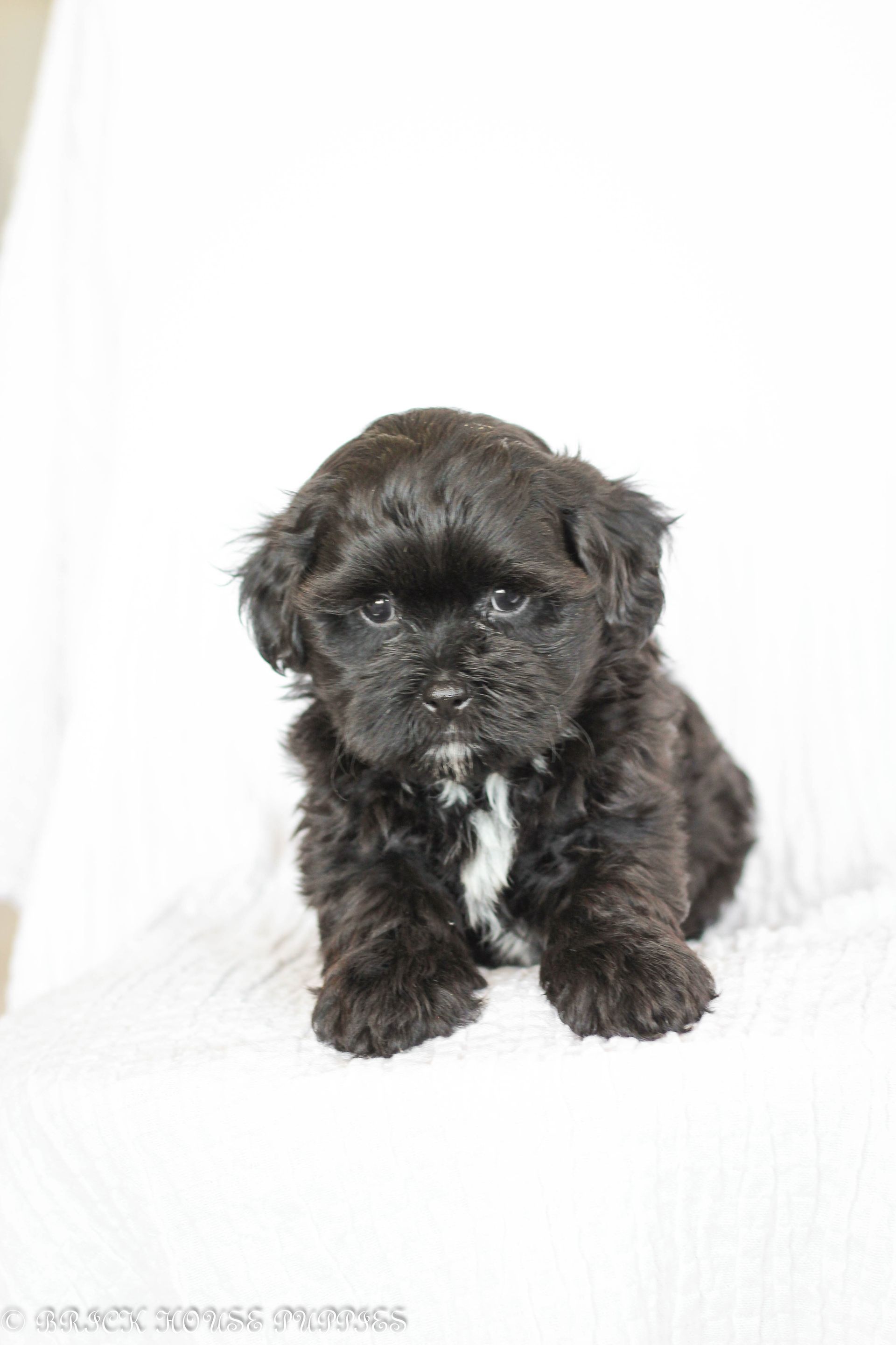 Brick House Puppies | Shih poo | Shihpoo Puppies for sale