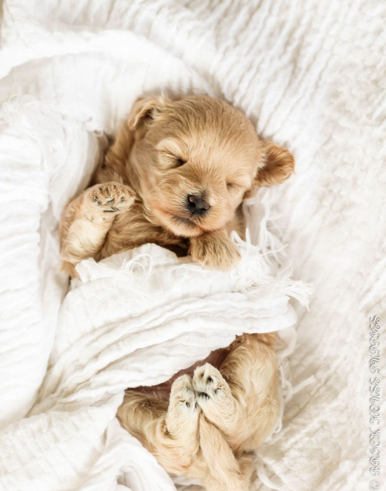 maltipoo puppies for sale, maltipoo puppies, maltese poodle, maltipoo, teddybear puppies for sale, teddybear puppies, puppies for sale, maltipoo breeder, multipoo puppies, multipooh, breeder of ,maltipoo puppies