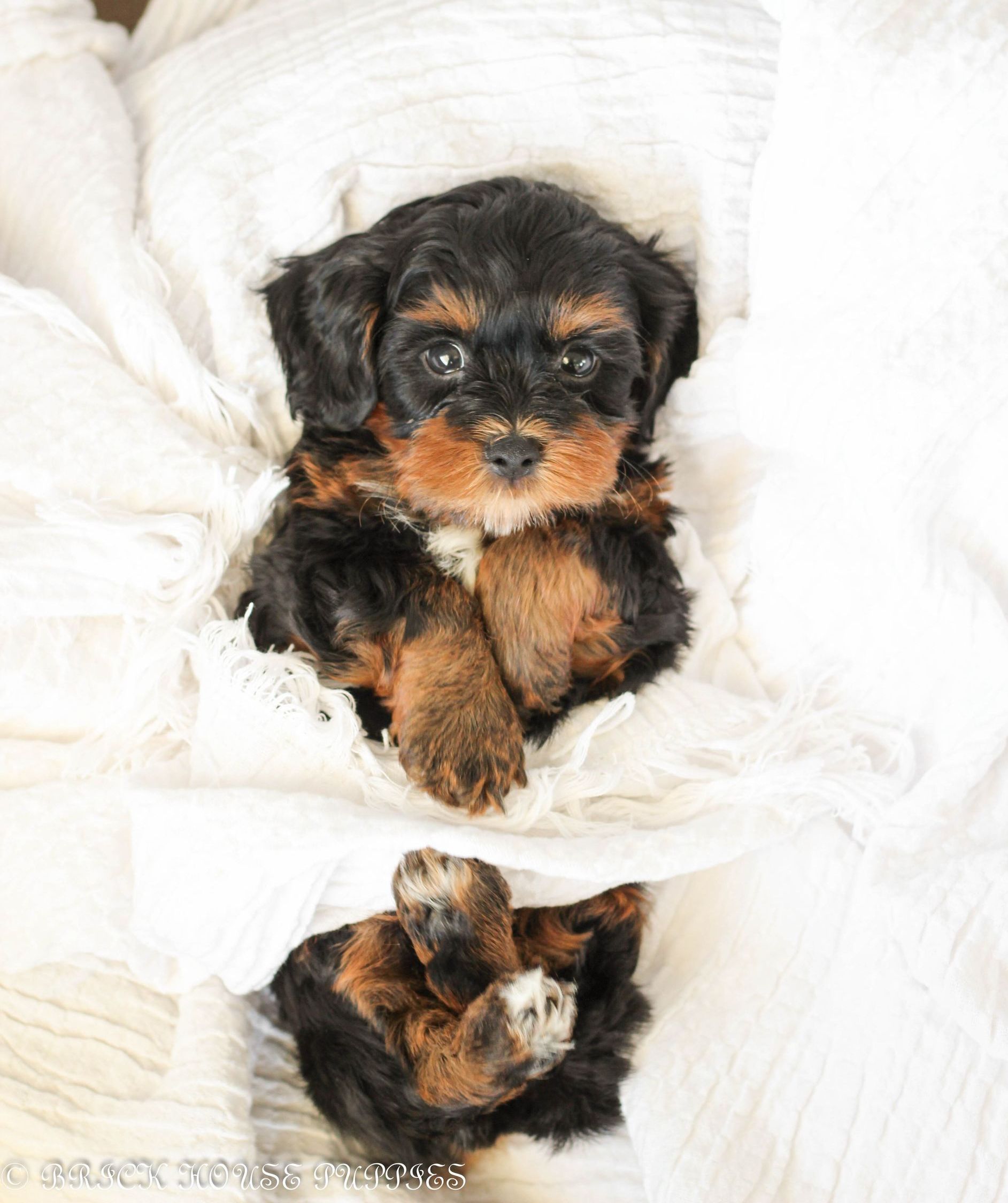 shihpoo puppies for sale, shihpoo puppies, shihpoo breeder, shihpoo puppy, shih poo , shihpoo, puppies for sale, teddybear puppies for sale, teddybear puppies, teddybear puppy,