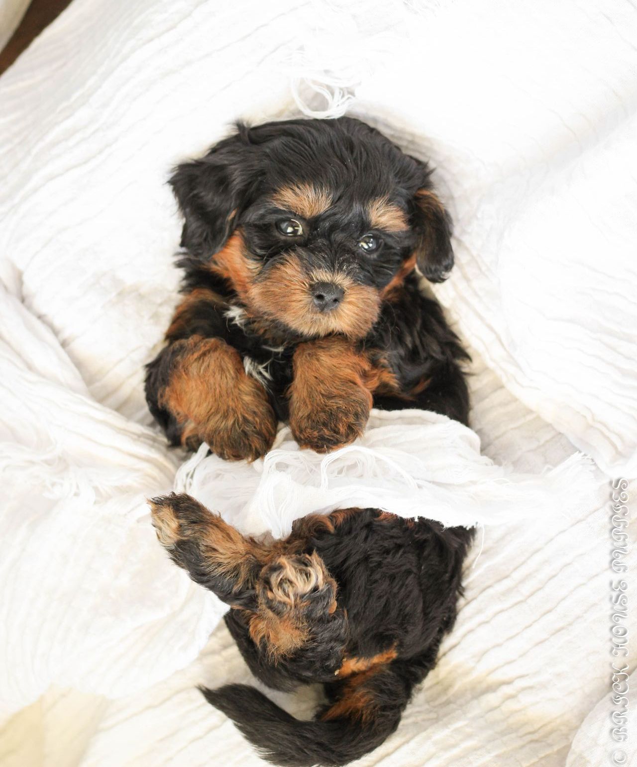 shihpoo puppies for sale, shihpoo puppies, shihpoo breeder, shihpoo puppy, shih poo , shihpoo, puppies for sale, teddybear puppies for sale, teddybear puppies, teddybear puppy,