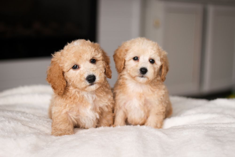 Poochon puppies for sale, shihpoo puppies for sale, maltipoo puppies for sale, teddybear puppies for sale, poochon breeder, maltipoo breeder, maltipoo, poochon, shihpoo, shihpoo  puppy, maltipoo puppy, poochon puppy, bichpoo puppies for sale, bichpoo breeder, puppies for sale, puppies, teddybear puppy