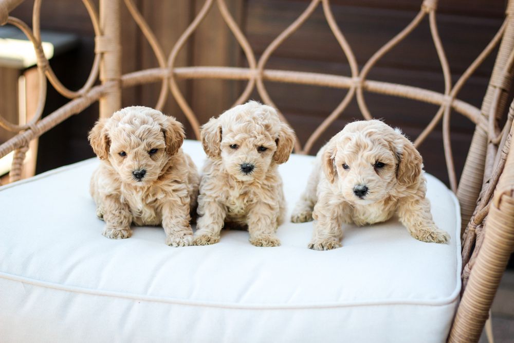 Poochon puppies for sale, shihpoo puppies for sale, maltipoo puppies for sale, teddybear puppies for sale, poochon breeder, maltipoo breeder, maltipoo, poochon, shihpoo, shihpoo  puppy, maltipoo puppy, poochon puppy, bichpoo puppies for sale, bichpoo breeder, puppies for sale, puppies, teddybear puppy