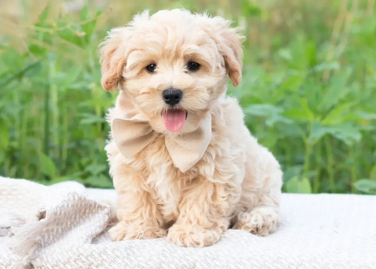 poodle puppies for sale, toy poodle puppies, mini poodle puppies for sale, toy poodle breeder, poodle breeder, parti poodle