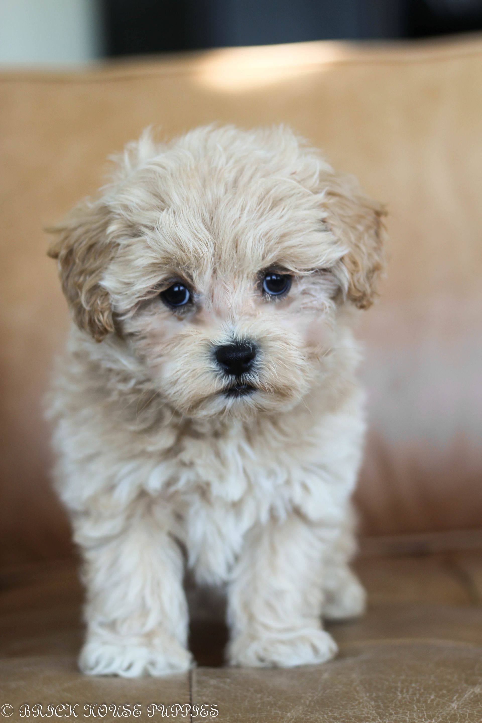 maltipoo puppies for sale, maltipoo puppies, maltese poodle, maltipoo, teddybear puppies for sale, teddybear puppies, puppies for sale, maltipoo breeder, multipoo puppies, multipooh, breeder of ,maltipoo puppies