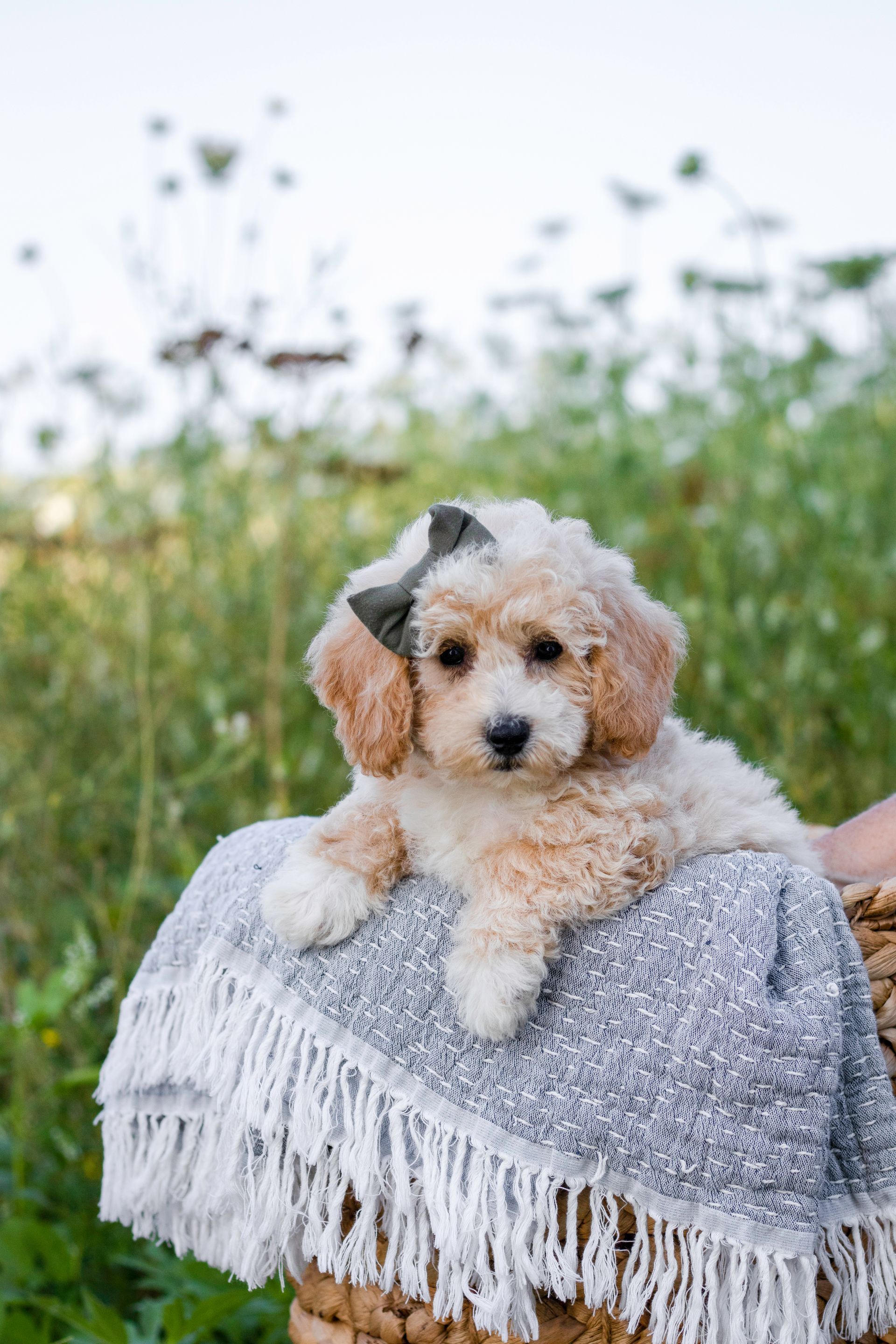 Poochon puppies for sale, shihpoo puppies for sale, maltipoo puppies for sale, teddybear puppies for sale, poochon breeder, maltipoo breeder, maltipoo, poochon, shihpoo, shihpoo  puppy, maltipoo puppy, poochon puppy, bichpoo puppies for sale, bichpoo breeder, puppies for sale, puppies, teddybear puppy