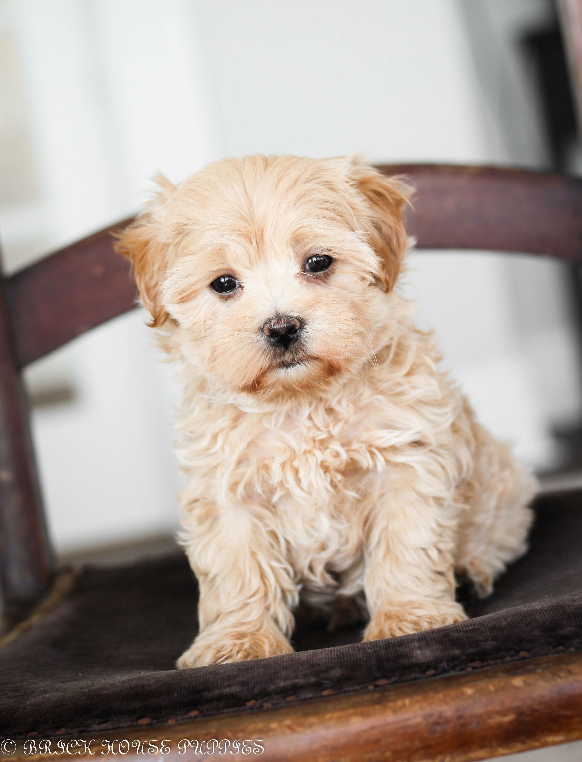 maltipoo puppies for sale, maltipoo puppies, maltese poodle, maltipoo, teddybear puppies for sale, teddybear puppies, puppies for sale, maltipoo breeder, multipoo puppies, multipooh, breeder of ,maltipoo puppies