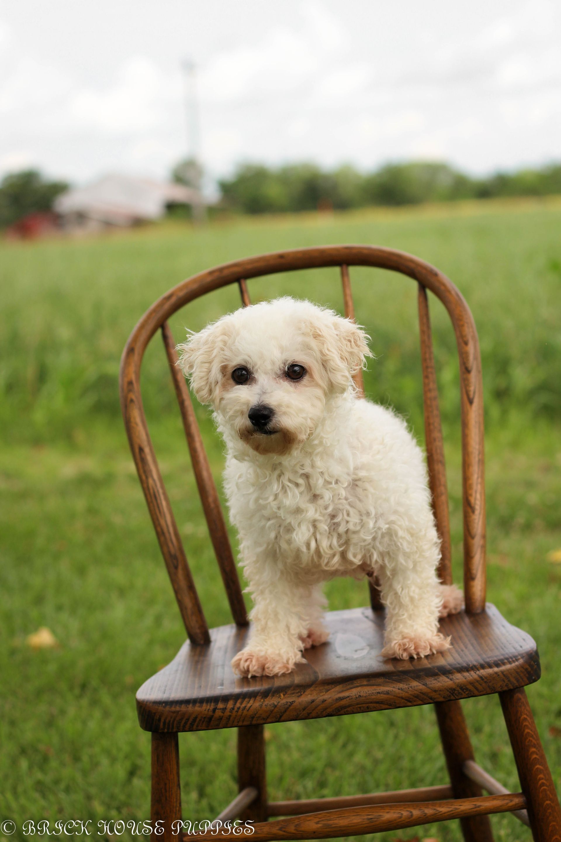 Maltipoo puppies for sale, maltipoo, maltipoo breeder, maltipoo puppies, maltipoo puppy breeder, multi poo puppies, multipoo puppies for sale, maltese poodle puppies, F1 hybrid maltipoo puppies for sale, teddy bear puppy breeder, puppies for sale, small puppy breeder, dog breeder, small dog breeder, brick house puppies, poodle, bichon, min poodle, toy poodle, bichon frise, poodle mix puppies for sale Maltipoo puppies for sale, maltipoo, maltipoo breeder, maltipoo puppies, maltipoo puppy breeder, multi poo puppies, multipoo puppies for sale, maltese poodle puppies, F1 hybrid maltipoo puppies for sale, teddy bear puppy breeder, puppies for sale, small puppy breeder, dog breeder, small dog breeder, brick house puppies, poodle, bichon, min poodle, toy poodle, bichon frise, poodle mix puppies for sale