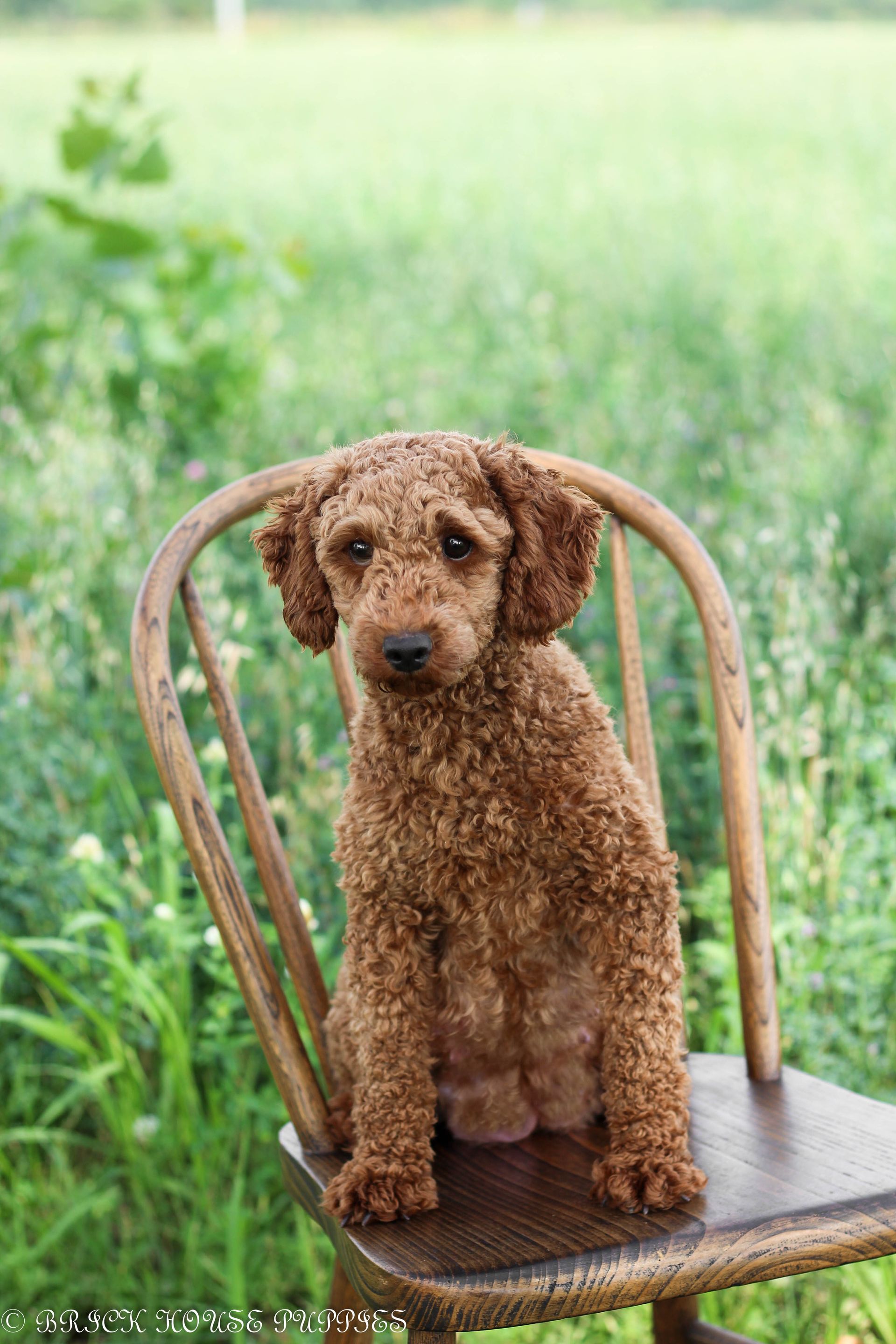 poochon puppies for sale, poochon puppies, poochon breeder, poochon, bichpoo puppies for sale, bich poo, bichpoo, bichpoo breeder, bichon poodle puppies for sale, bichon poodle puppies, bichon poodle, bichpoo puppies for sale, bichpoo, bichpoo breeder, bichon poodle breeder, teddybear puppies for sale, teddy bear puppies, teddy bear puppy breeder, puppies for sale, small puppy breeder, dog breeder, small dog breeder, brick house puppies, poodle, bichon, min poodle, toy poodle, bichon frise, poodle mix puppies for sale poochon puppies for sale, poochon puppies, poochon breeder, poochon, bichpoo puppies for sale, bich poo, bichpoo, bichpoo breeder, bichon poodle puppies for sale, bichon poodle puppies, bichon poodle, bichpoo puppies for sale, bichpoo, bichpoo breeder, bichon poodle breeder, teddybear puppies for sale, teddy bear puppies, teddy bear puppy breeder, puppies for sale, small puppy breeder, dog breeder, small dog breeder, brick house puppies, poodle, bichon, min poodle, toy poodle, bichon frise, poodle mix puppies for sale