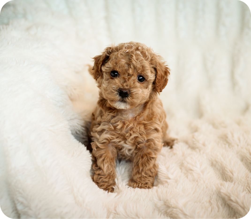 poochon puppies for sale, poochon puppy, shihpoo puppies for sale, shihpoo puppy, maltipoo puppies for sale, maltipoo puppies, poochon breeder, poochon, shihpoo breeder, shihpoo, mlatipoo breeder, maltipoo, teddybear puppy breeder, teddybear breeder, teddybear puppies for sale, dog breeder, brick house puppies, puppy breeder, f1 hybrid puppies, hypoallergenic puppies, doodle puppies, puppies of sale, puppies for sale near me, designer puppies, healthy puppies, poodle mix, poodle,  