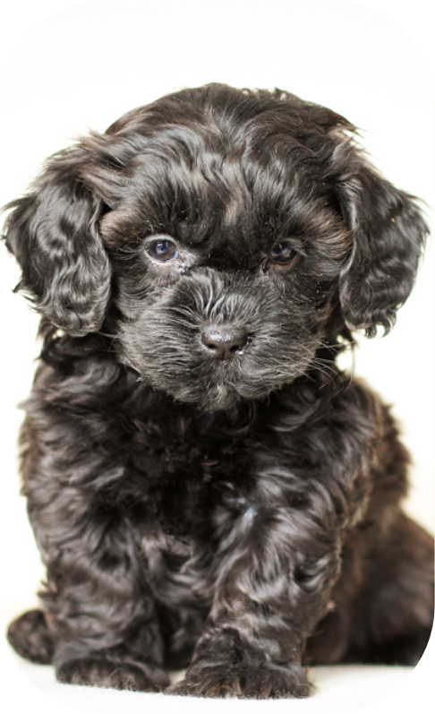 For Sale Black Toy Maltipoo Buy Black Poochon Puppies For Sale