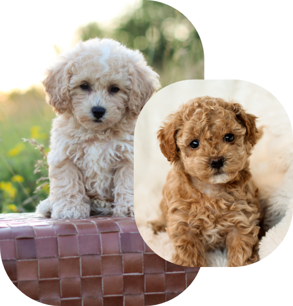 poochon puppies for sale, poochon puppy, shihpoo puppies for sale, shihpoo puppy, maltipoo puppies for sale, maltipoo puppies, poochon breeder, poochon, shihpoo breeder, shihpoo, mlatipoo breeder, maltipoo, teddybear puppy breeder, teddybear breeder, teddybear puppies for sale, dog breeder, brick house puppies, puppy breeder, f1 hybrid puppies, hypoallergenic puppies, doodle puppies, puppies of sale, puppies for sale near me, designer puppies, healthy puppies, poodle mix, poodle,  