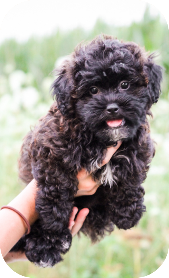 shihpoo puppies for sale, shihpoo puppies, shihpoo, shihpoo breeder, teddybear puppies for sale, teddybear puppies, teddybear puppy, shihtzu poodle puppies, puppies for sale, puppies for sale near me, poochon breeder, poochon puppies for sale, poochon puppies, poochon breeder, maltipoo puppies for sale, maltipoo, maltipoo breeder, maltipoo puppies, malti poo, multipoo, maltepoo, puppies for sale, puppies