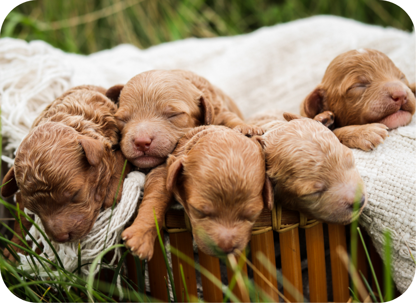 maltipoo puppies for sale, maltipoo breeder, maltipoo, maltipoo puppies, teddybear puppies for sale, multipoo puppies