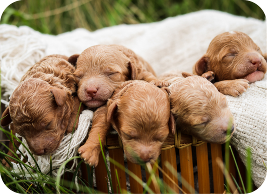 shihpoo puppies for sale, shihpoo puppies, shihpoo, shihpoo breeder, teddybear puppies for sale, teddybear puppies, teddybear puppy, shihtzu poodle puppies, puppies for sale, puppies for sale near me, poochon breeder, poochon puppies for sale, poochon puppies, poochon breeder, maltipoo puppies for sale, maltipoo, maltipoo breeder, maltipoo puppies, malti poo, multipoo, maltepoo