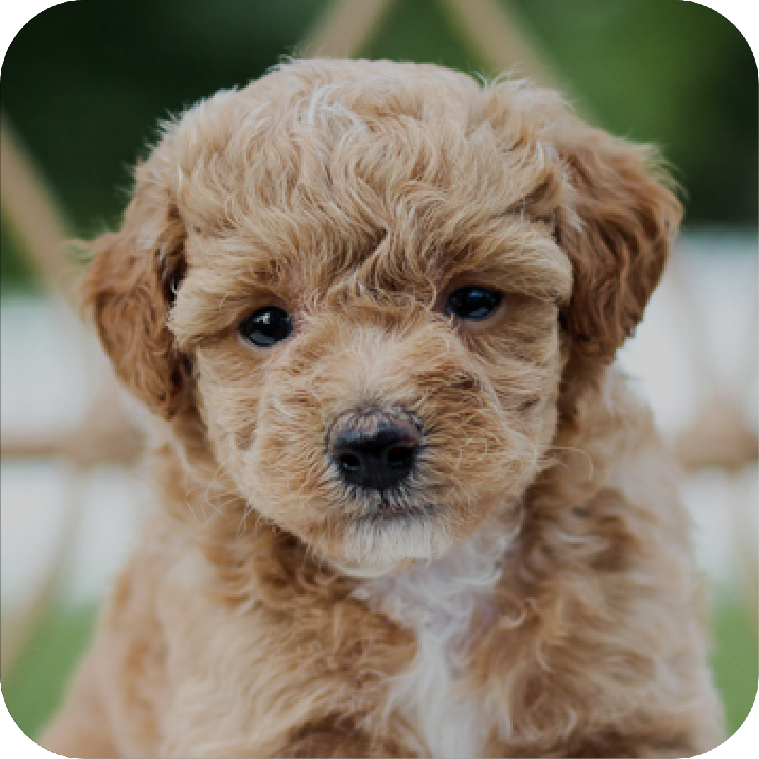 Poochon, Maltipoo, Shihpoo Puppies for Sale