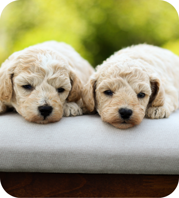Poochon Puppies for sale, Poochon breeder, poochon puppies, bichpoo puppies for sale, teddybear puppies, teddybear puppies for sale 