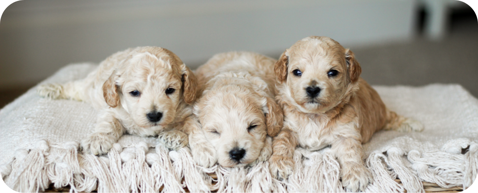 Poochon puppies for sale, shihpoo puppies for sale, maltipoo puppies for sale, teddybear puppies for sale, poochon breeder, maltipoo breeder, maltipoo, poochon, shihpoo, shihpoo  puppy, maltipoo puppy, poochon puppy, bichpoo puppies for sale, bichpoo breeder, puppies for sale, puppies, teddybear puppy 