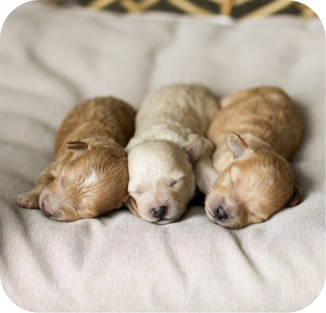 Poochon puppies for sale, shihpoo puppies for sale, maltipoo puppies for sale, teddybear puppies for sale, poochon breeder, maltipoo breeder, maltipoo, poochon, shihpoo, shihpoo  puppy, maltipoo puppy, poochon puppy, bichpoo puppies for sale, bichpoo breeder, puppies for sale, puppies, teddybear puppy 