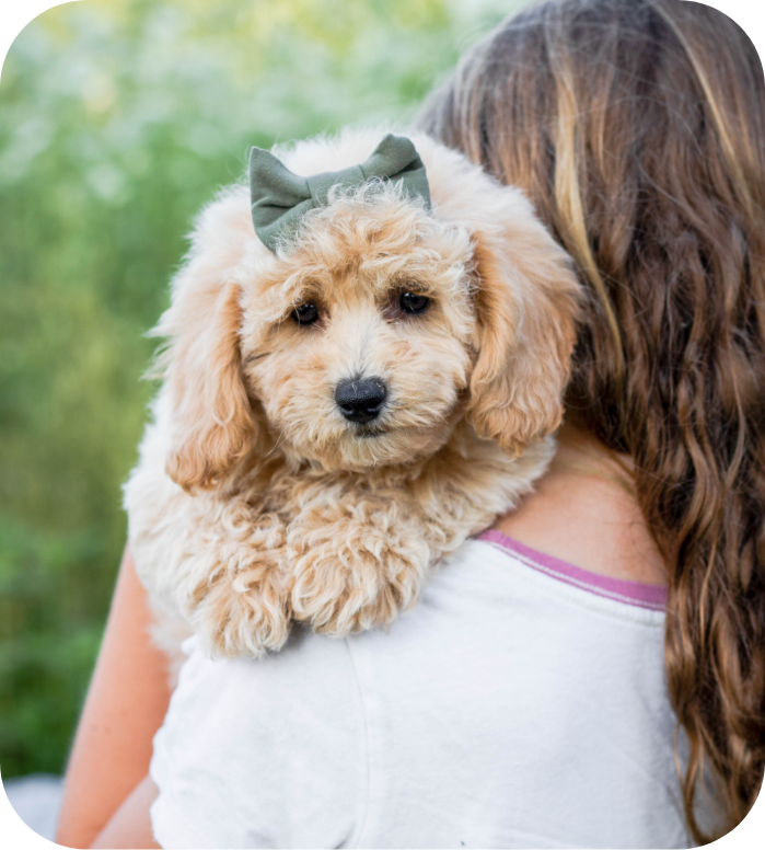 Poochon puppies for sale, shihpoo puppies for sale, maltipoo puppies for sale, teddybear puppies for sale, poochon breeder, maltipoo breeder, maltipoo, poochon, shihpoo, shihpoo  puppy, maltipoo puppy, poochon puppy, bichpoo puppies for sale, bichpoo breeder, puppies for sale, puppies, teddybear puppy