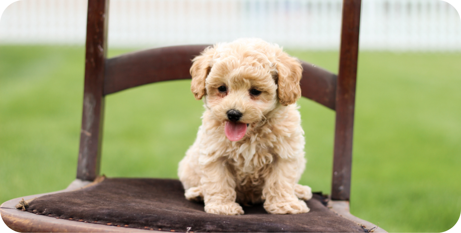 Poochon puppies for sale, shihpoo puppies for sale, maltipoo puppies for sale, teddybear puppies for sale, poochon breeder, maltipoo breeder, maltipoo, poochon, shihpoo, shihpoo  puppy, maltipoo puppy, poochon puppy, bichpoo puppies for sale, bichpoo breeder, puppies for sale, puppies, teddybear puppy