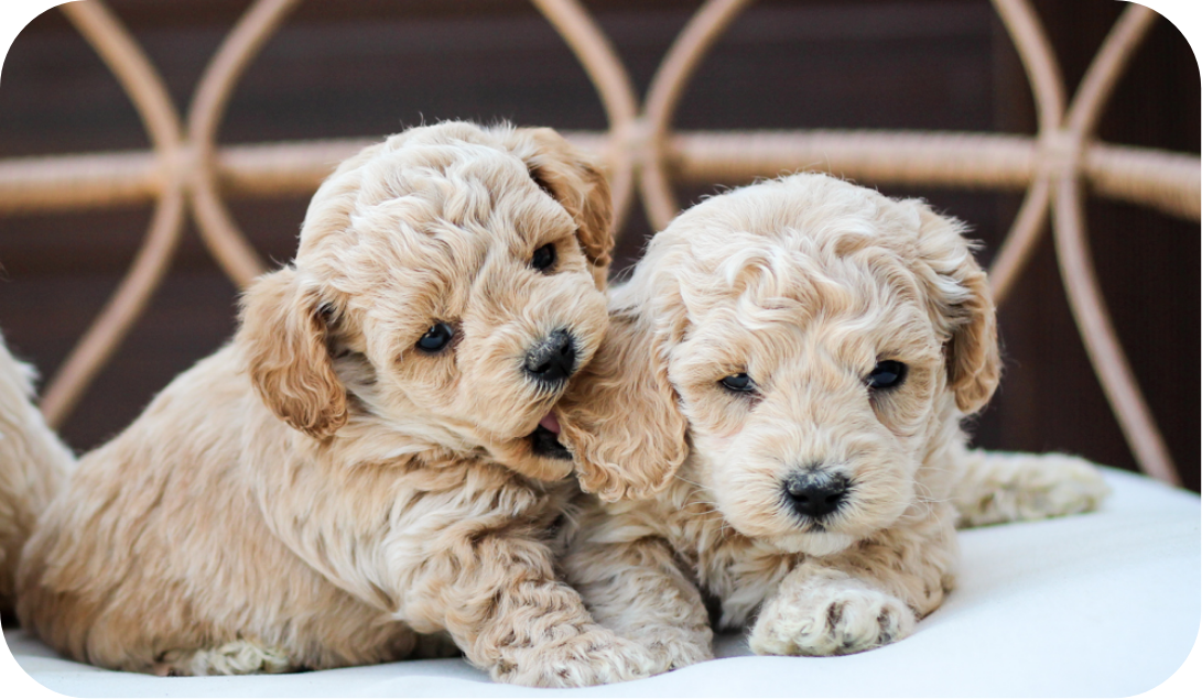 Poochon puppies for sale, shihpoo puppies for sale, maltipoo puppies for sale, teddybear puppies for sale, poochon breeder, maltipoo breeder, maltipoo, poochon, shihpoo, shihpoo  puppy, maltipoo puppy, poochon puppy, bichpoo puppies for sale, bichpoo breeder, puppies for sale, puppies, teddybear puppy